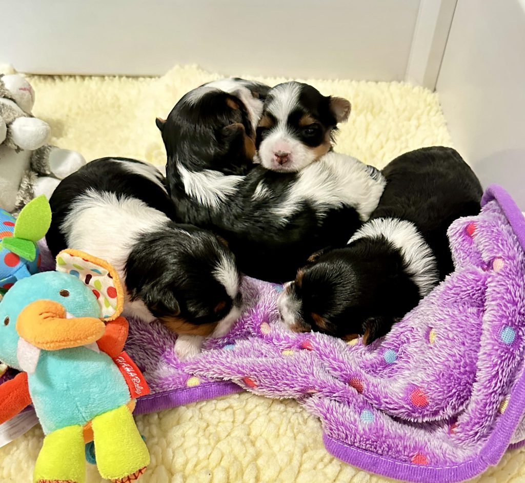 Vital Health Testing for Biewer Terriers Ensuring a Brighter Future 6 biewer terrier puppies 2 weeks old